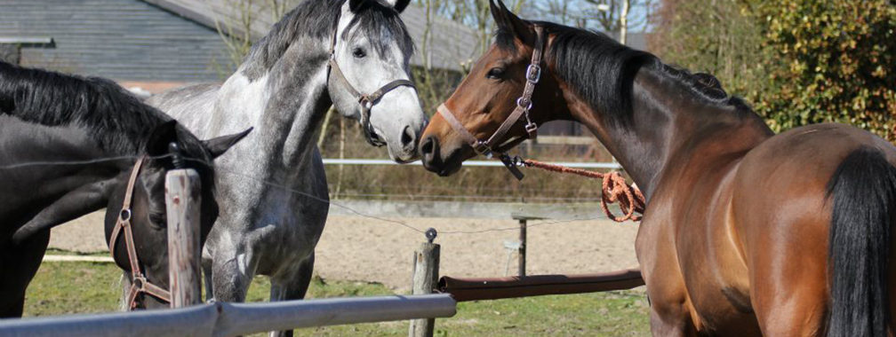 Paarden in wei